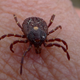 Illustration for article titled Pentagon Ordered to Tell Congress If It Weaponized Ticks And Released Them Into the Public